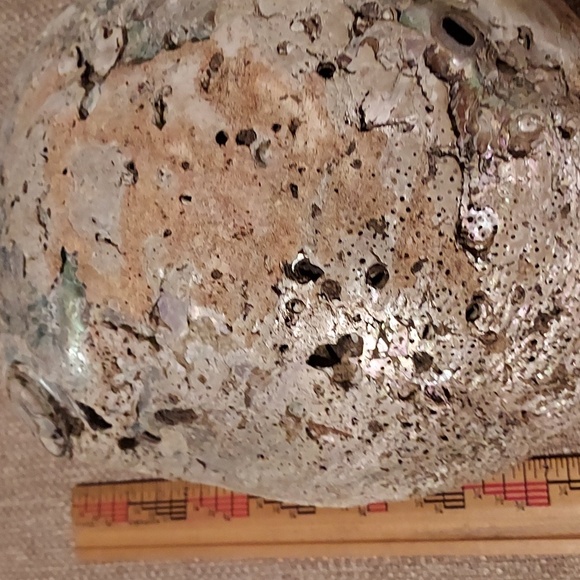 Sea Shell - Picture 3 of 4